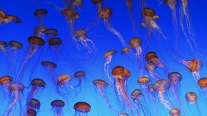 facts about jellyfish for kids jellyfish bloom