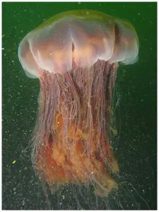 fun jellyfish facts for kids