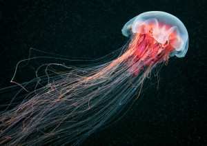 jellyfish facts for kids
