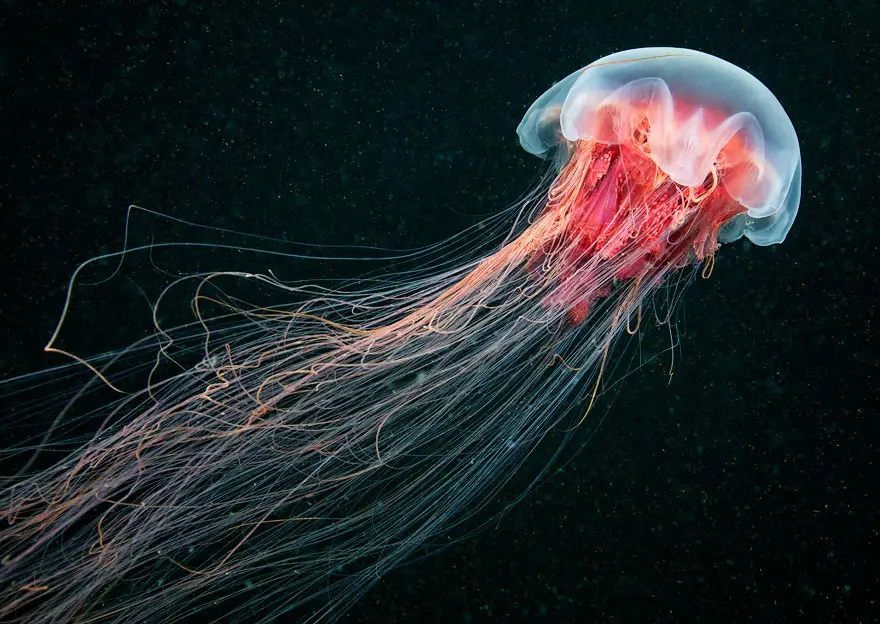jellyfish facts for kids