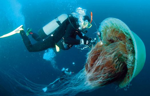 lions mane jellyfish photos facts for kids