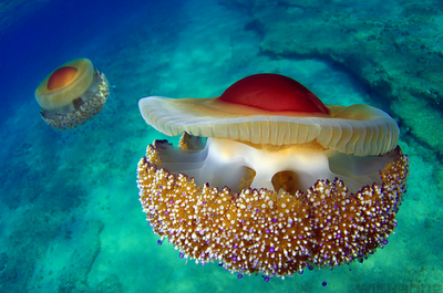 mediterranian fried egg jellyfish photos