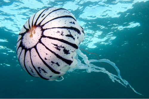 purple striped jellyfish photos