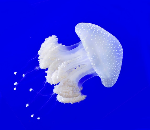 white spotted jellyfish photos