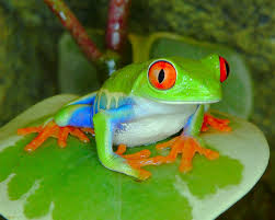 Red-Eyed Tree Frog on leaf