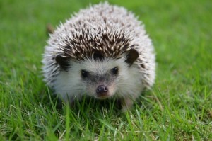 fun facts about hedgehogs