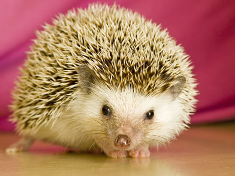 hedgehog facts for kids