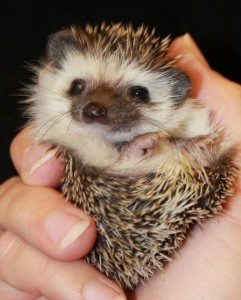 hedgehog photos facts for kids