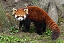 Red Panda Facts For Kids Fun Facts About Red Pandas Fun Facts For Kids