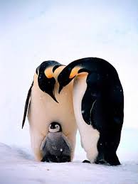Emperor Penguin Facts For Kids Fun Facts About Emperor Penguins
