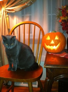 black cat history of halloween