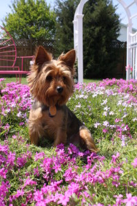 facts about yorkies for kids