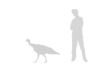turkey facts for kids size