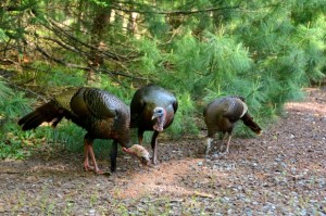 turkeys in a flock