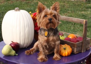 yorkie information and facts