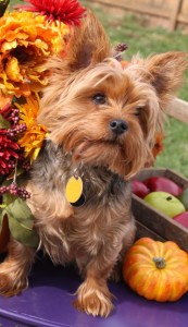 yorkie photos