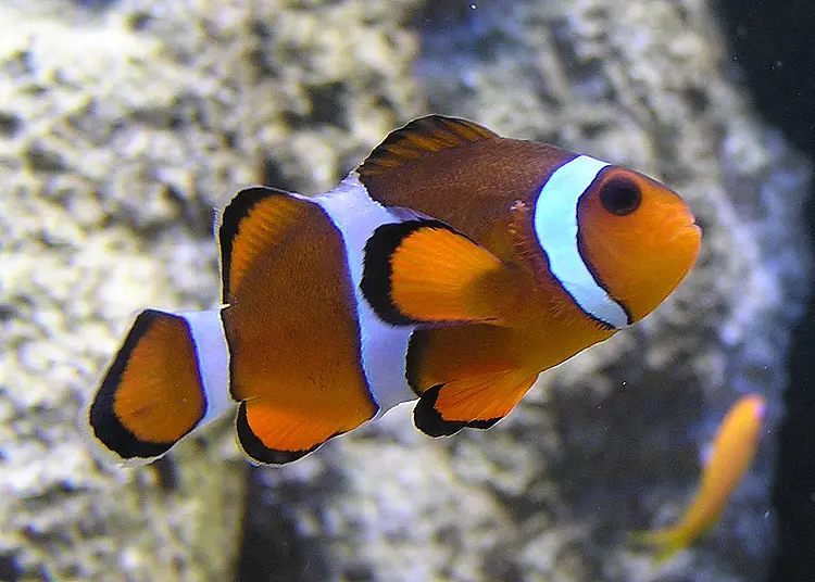 fun clown fish facts for kids