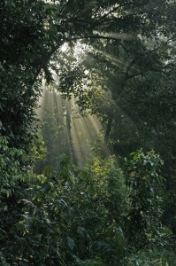 tropical rainforest facts for kids