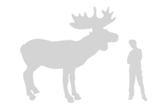 Moose Facts For Kids