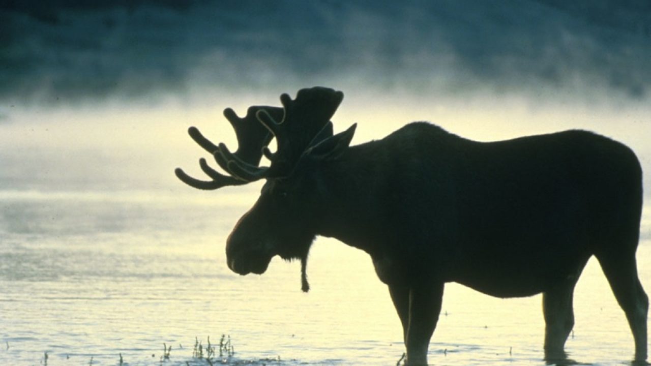 moose facts for kids