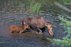 moose calf and cow