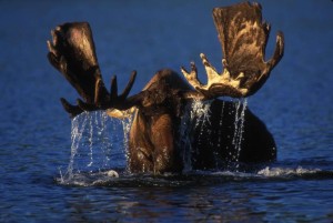 moose in water facts for kids