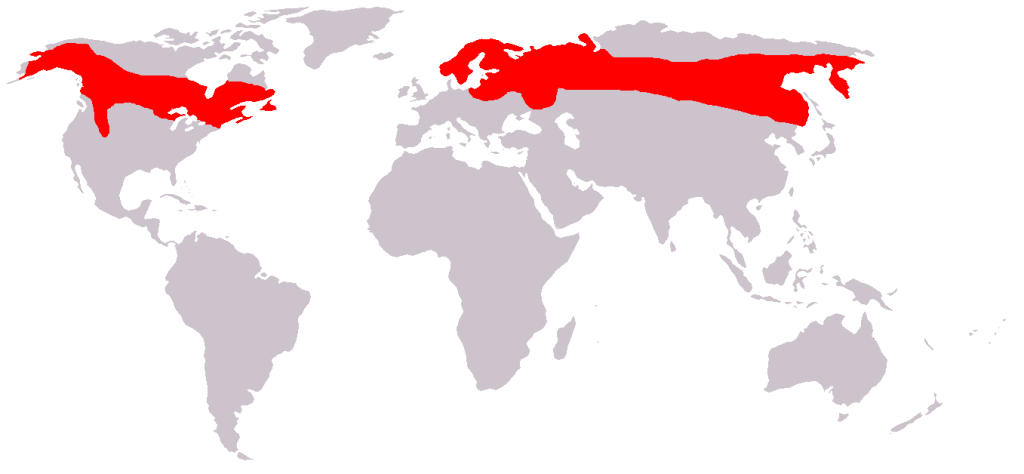 Where do moose live? Here is a great map that shows their range around the world. They definitely like to stay north. 