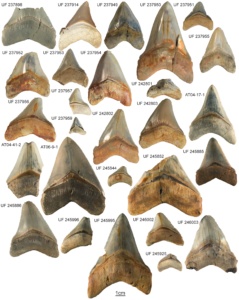 Megalodon teeth size