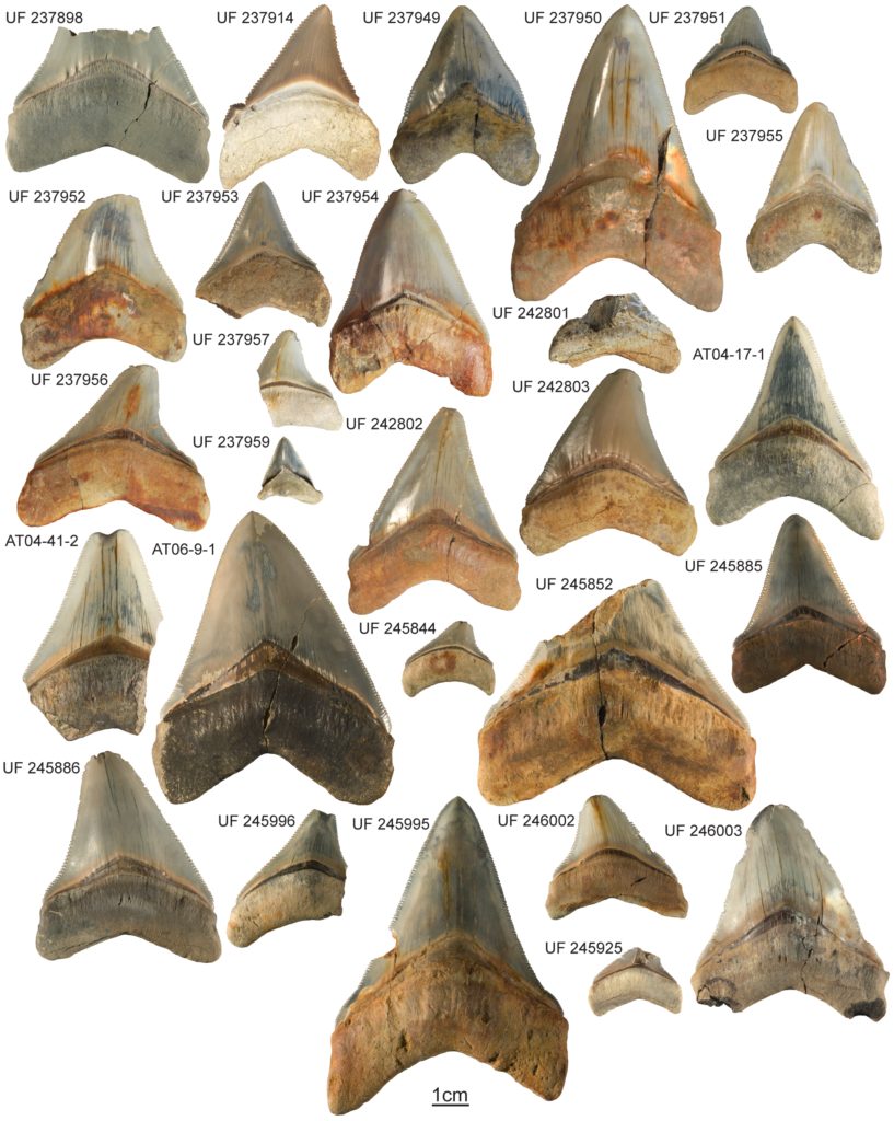 Megalodon Teeth Size Fun Facts For Kids