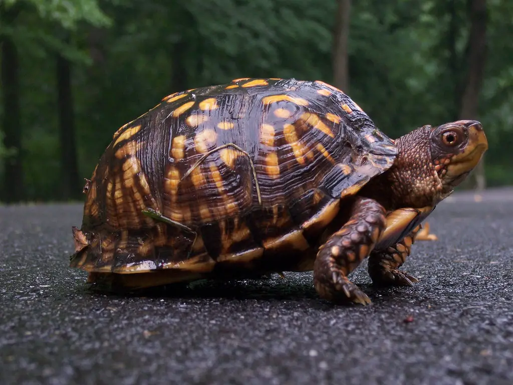 Box Turtle Hibernation Facts