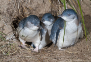 facts-about-little-blue-penguins-babies