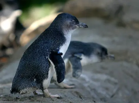 little blue penguin facts for kids