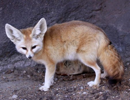fennec fox facts for kids