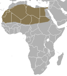 fennec fox location
