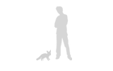 fennec fox size facts