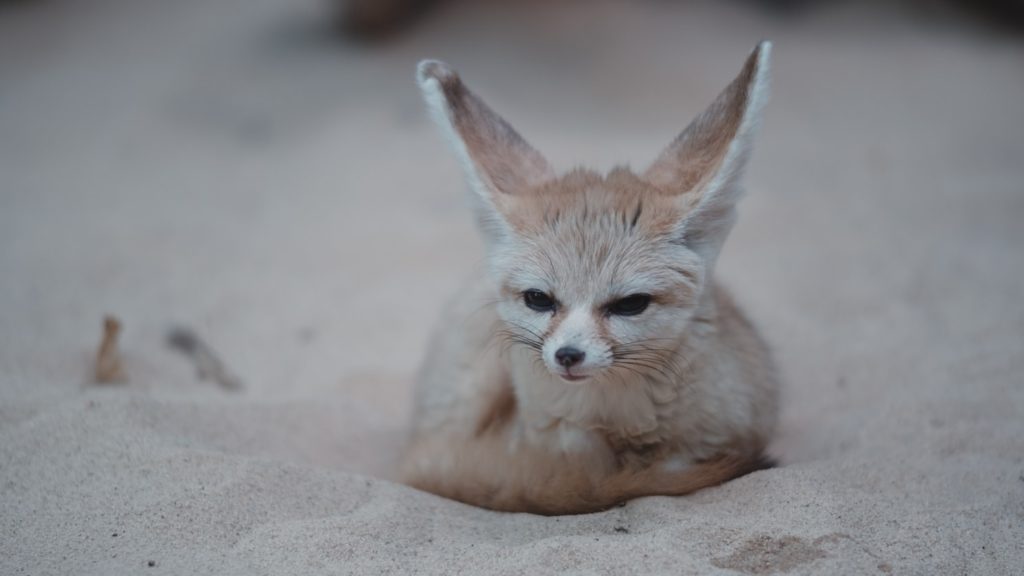 fun facts about fennec fox