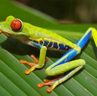 Are Red Eyed Tree Frogs Poisonous? Plus 5 Other Poisonous Frogs.