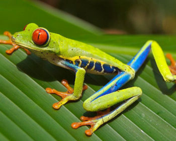 are red eyed tree frogs poisonous