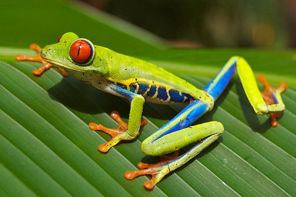 are red eyed tree frogs poisonous