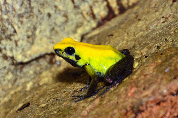 black legged dart frog