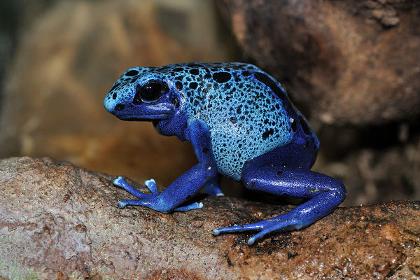 blue poison dart frog