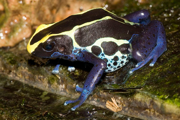 dyeing dart frog