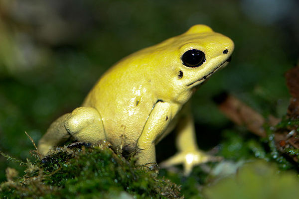 is the red eyed tree frog poisonous