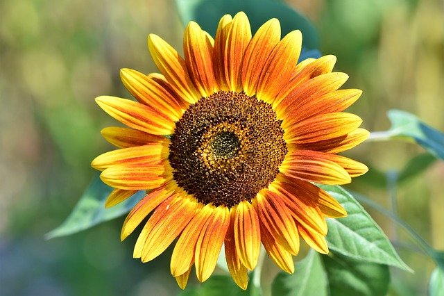 facts about sunflowers for kids