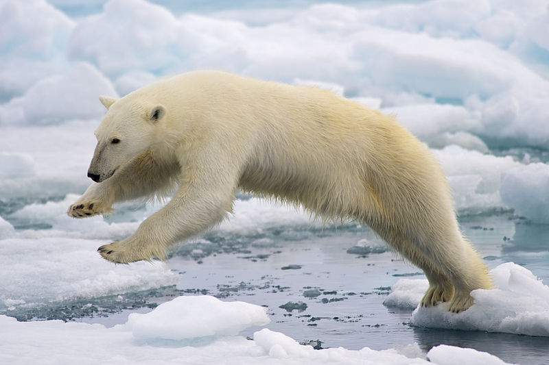 fun facts about polar bears