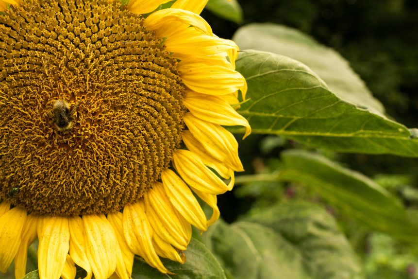 fun facts about sunflowers