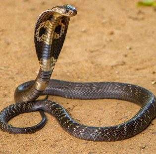 How Tall Can A King Cobra Stand?