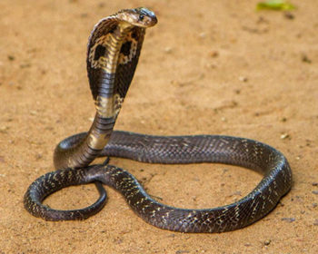 how tall does a king cobra stand