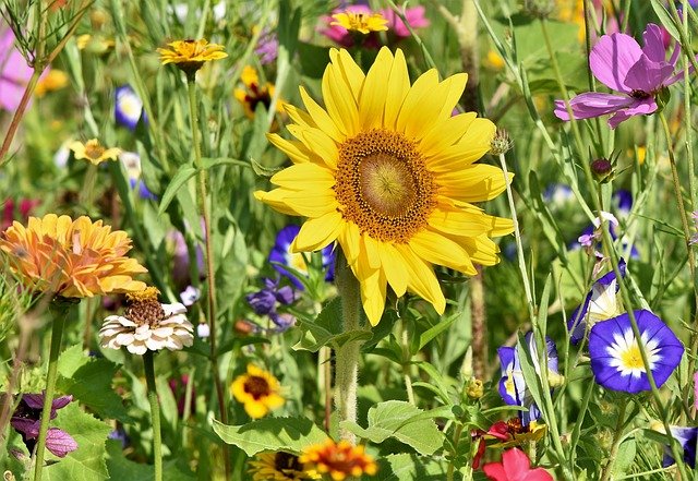 interesting sunflower facts