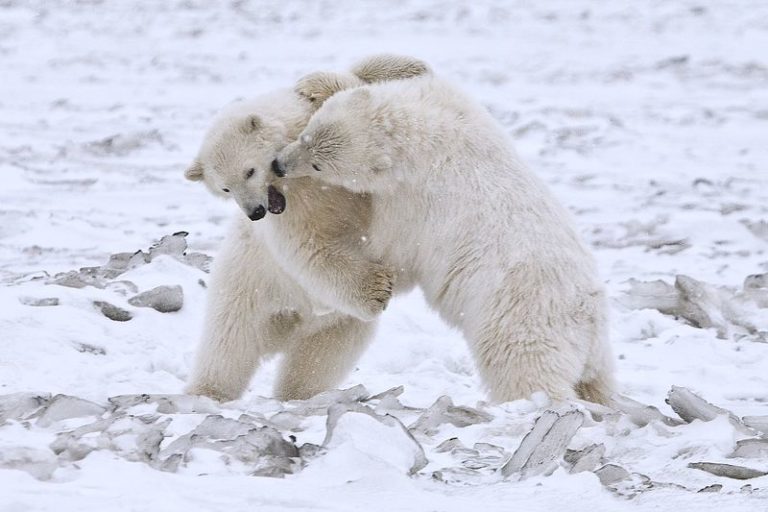 polar bear cubs fighting